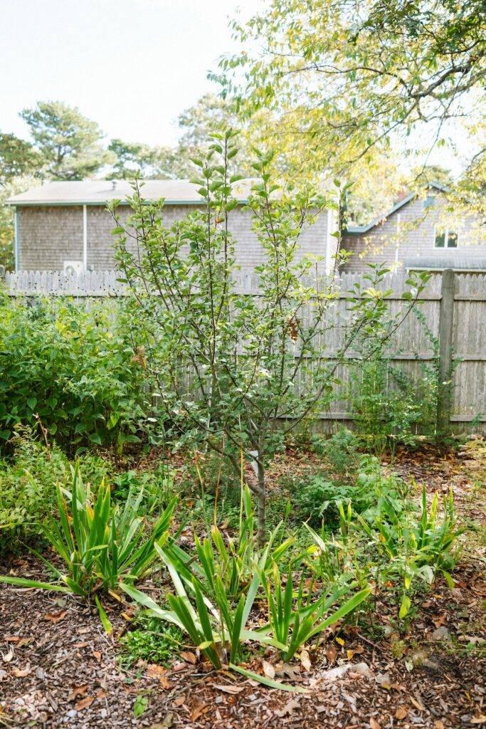 Plant fruit trees for ​an ⁢edible garden in your small backyard