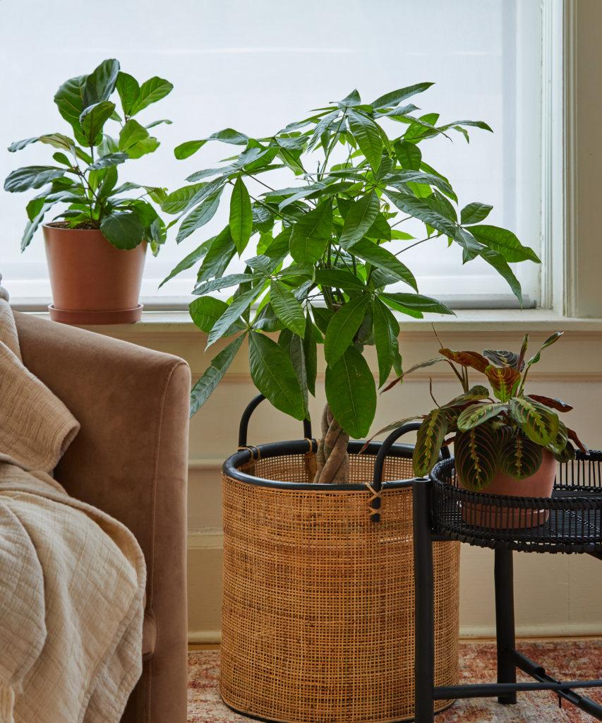 Layer different‌ shades⁤ of green ‍with plants to ‌amplify the earthy‌ vibe in your living room