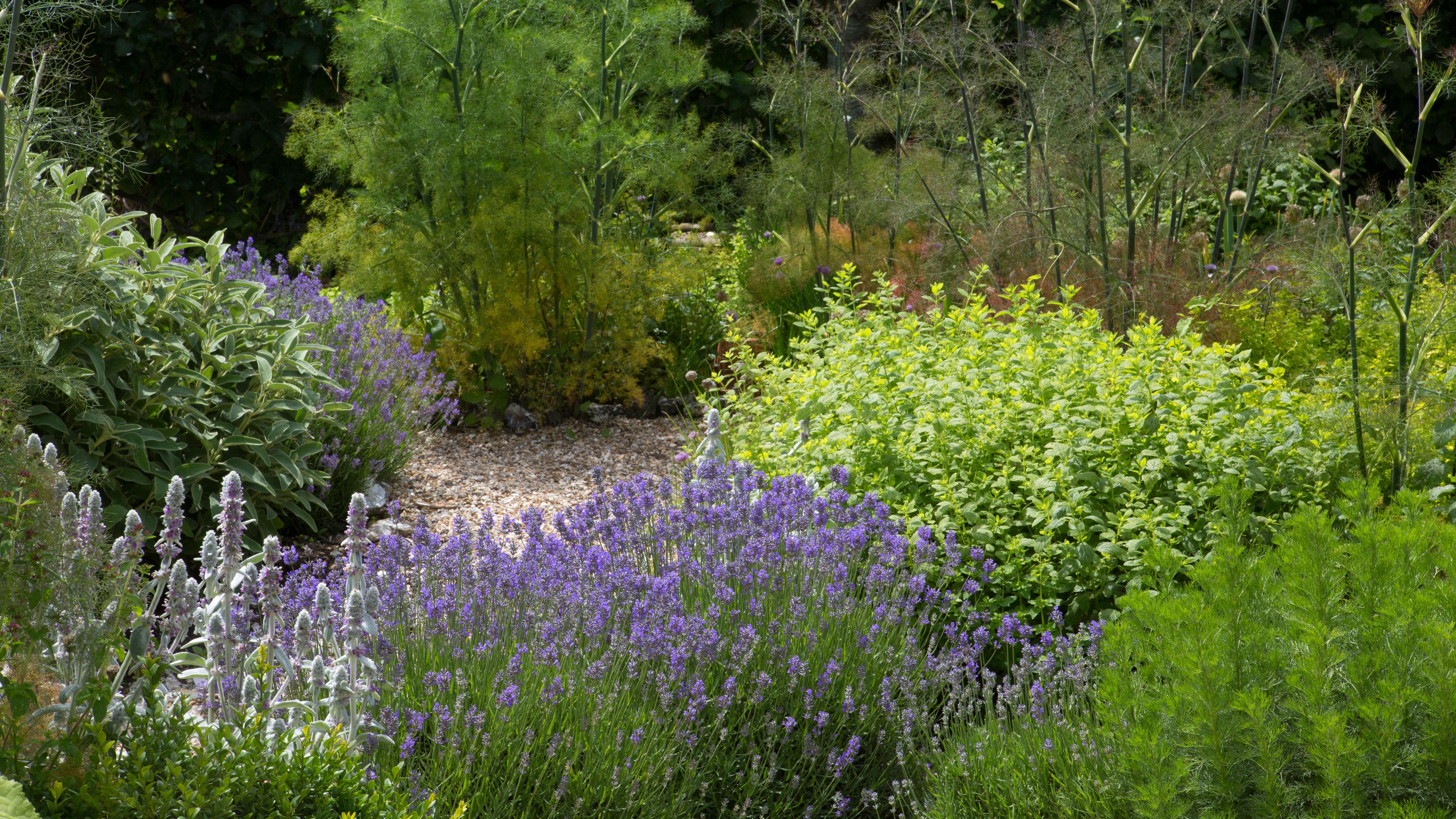 Plant fragrant herbs ‌to enhance‌ your backyard experience