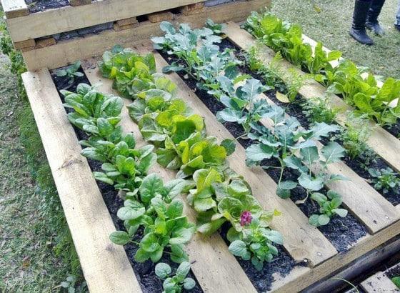 Edible Pallet Garden:⁢ Grow vegetables in⁢ a fun, ⁣accessible format