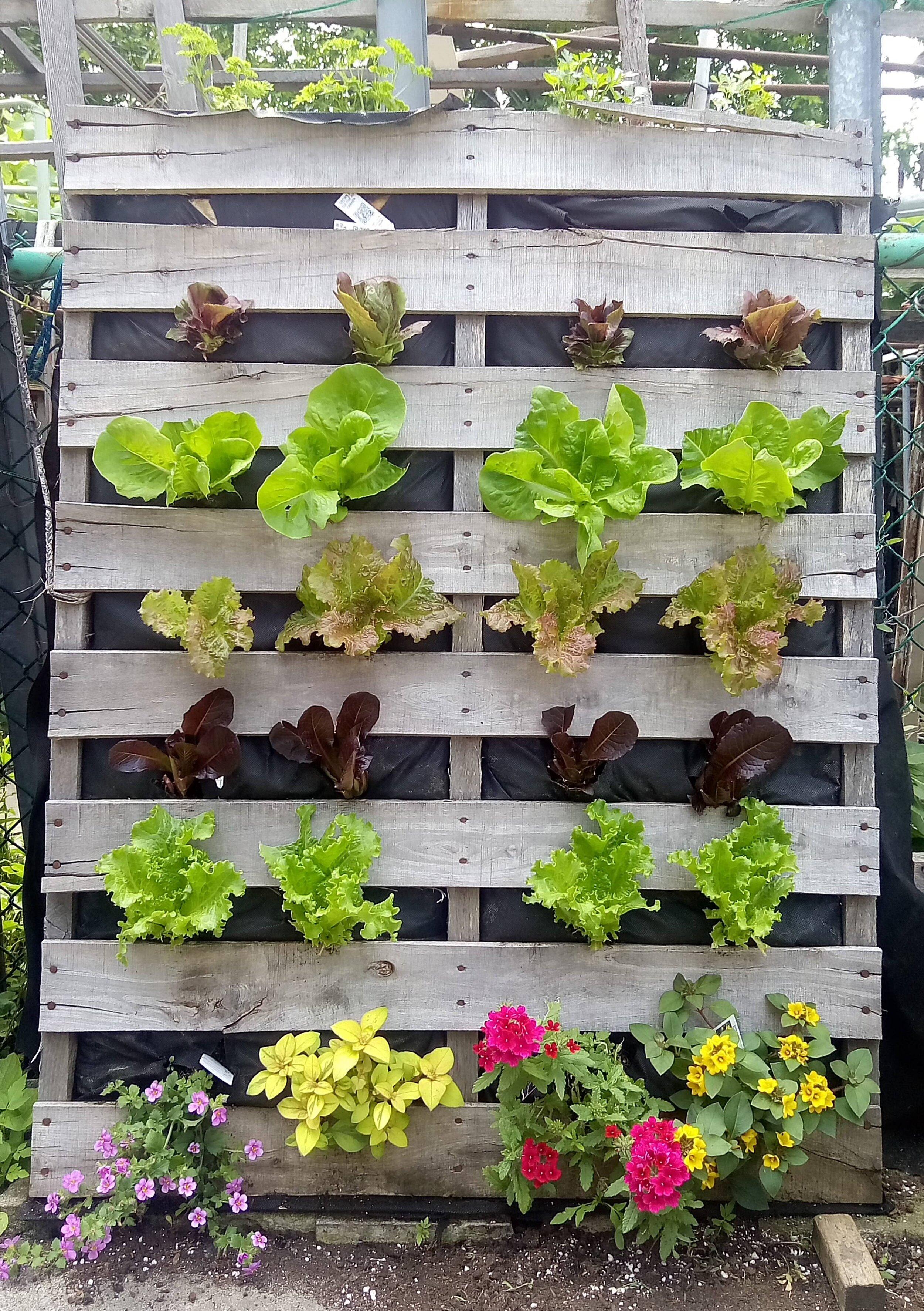 Hanging Pallet Garden: Bring greenery to vertical surfaces for stunning visuals