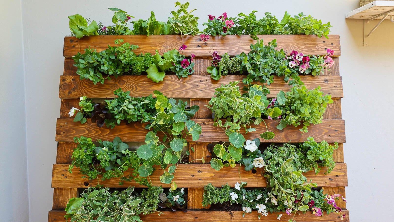 Edible Flower Pallet Garden: Grow beauty and flavor with edible ⁢blooms on pallets