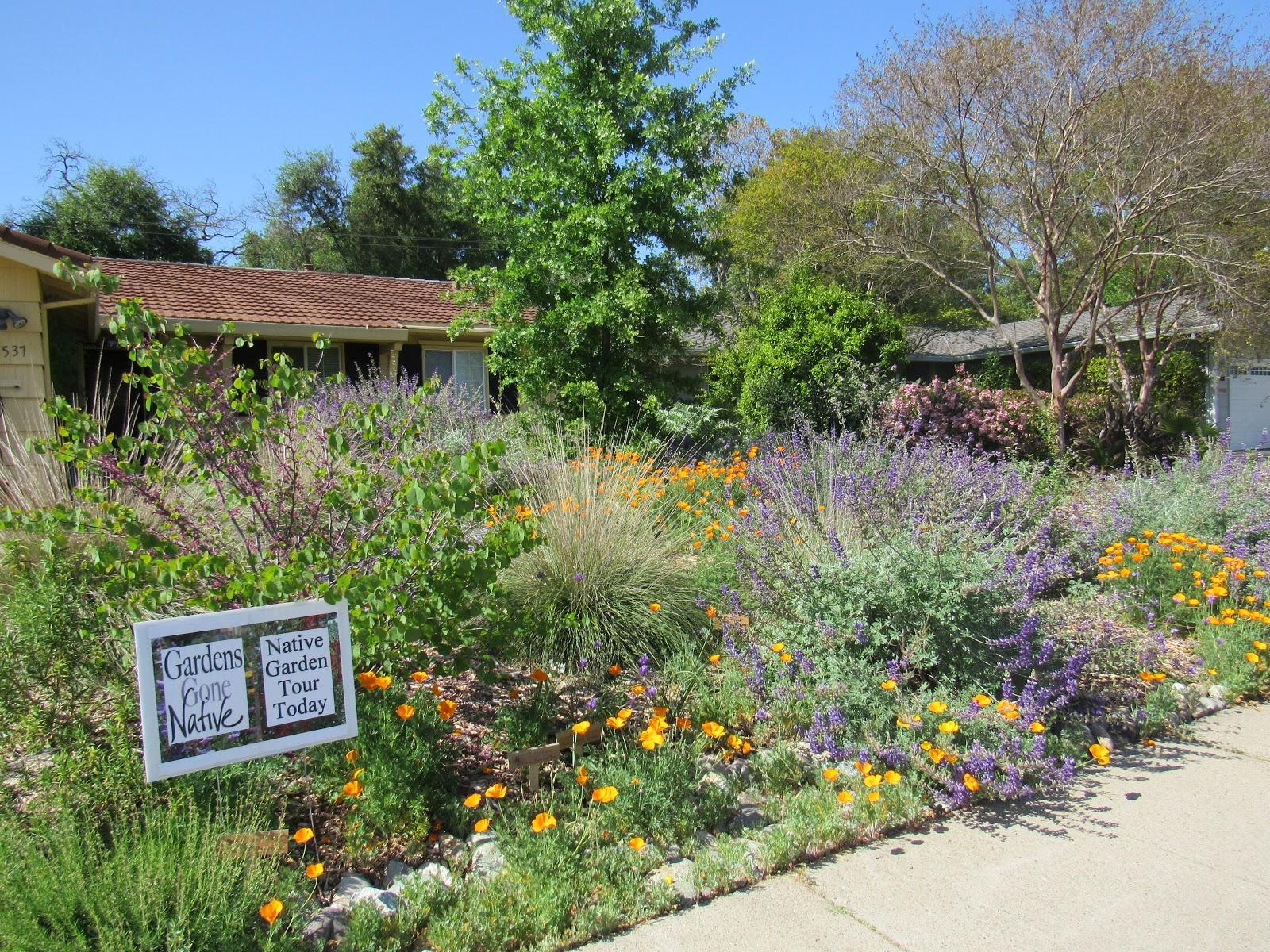 Plant native trees to enhance biodiversity in your backyard