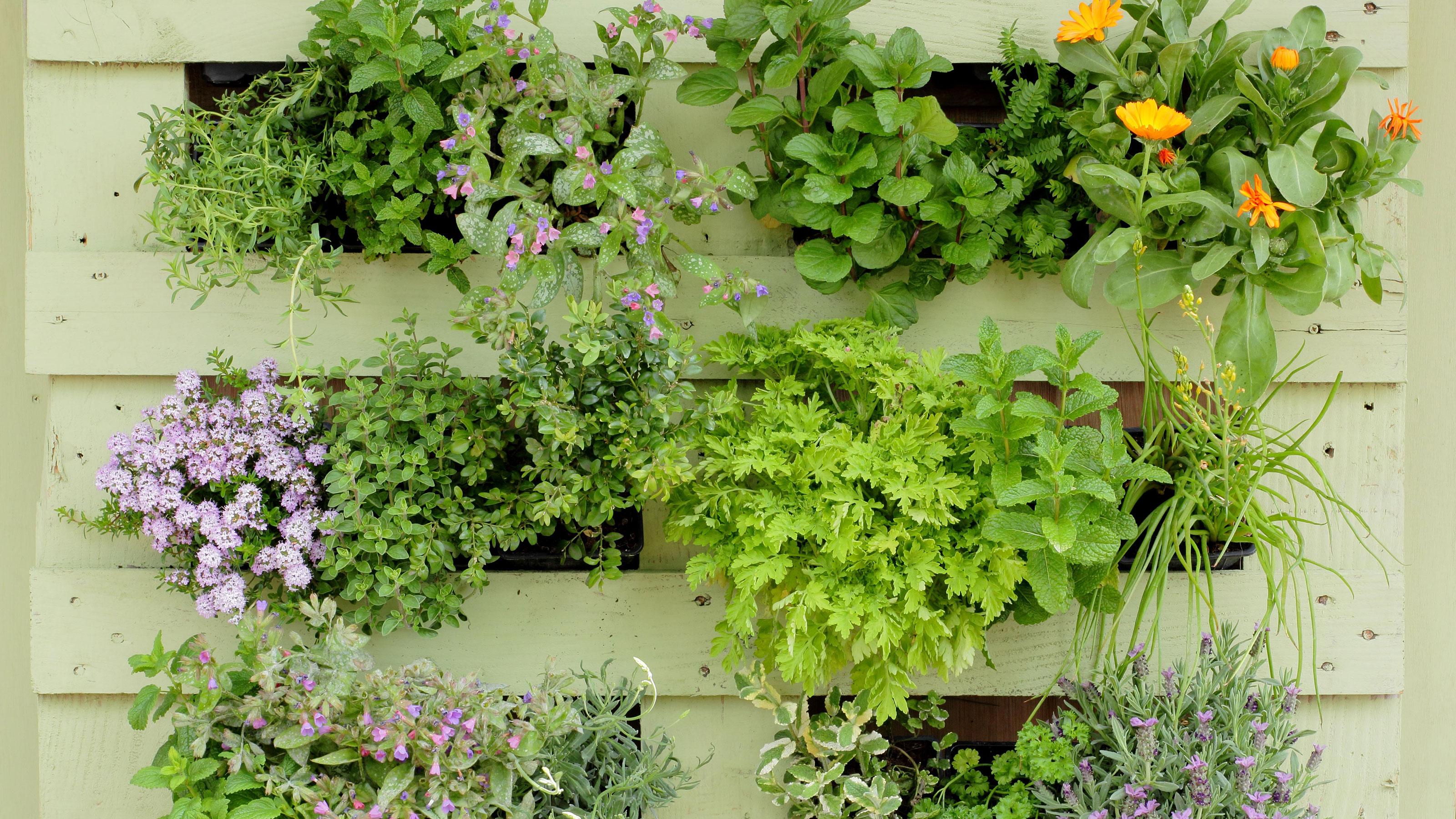 Craft a rustic pallet garden⁢ fence adorned with climbing plants