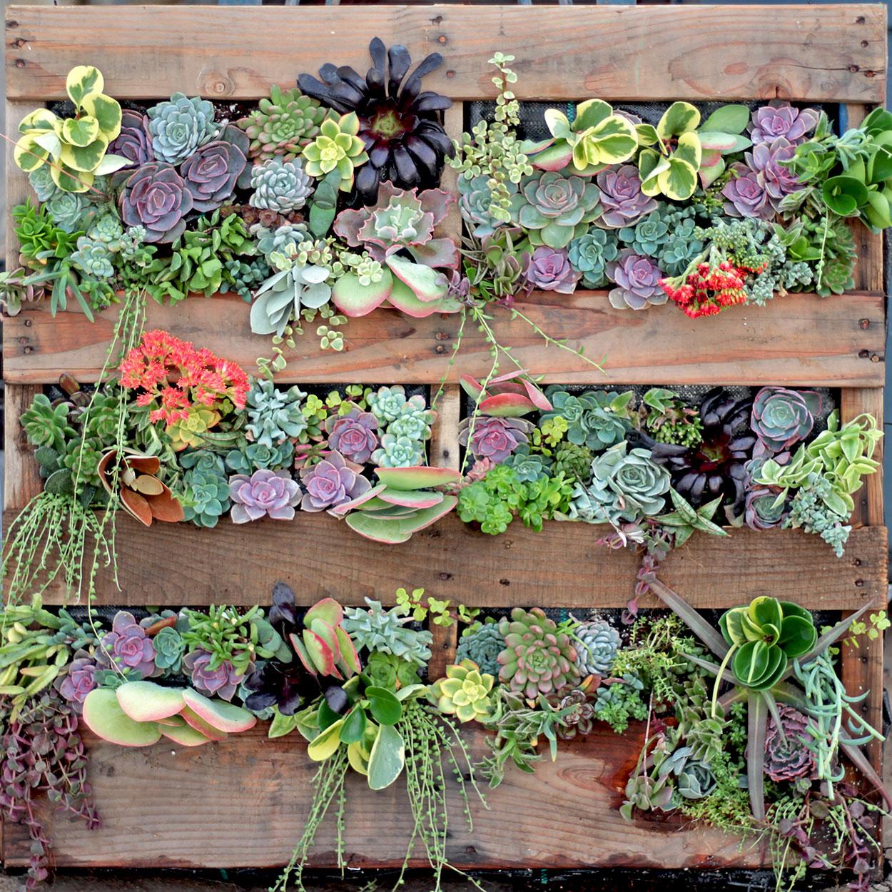 Build ⁤a stunning succulent pallet ‌garden​ for a modern ​look