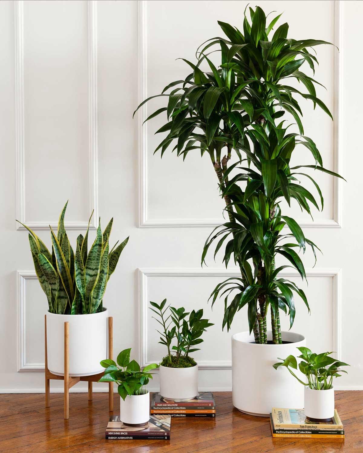 Plants‌ and ​greenery naturally purify air, introducing a fresh bedroom trend for health-conscious homeowners