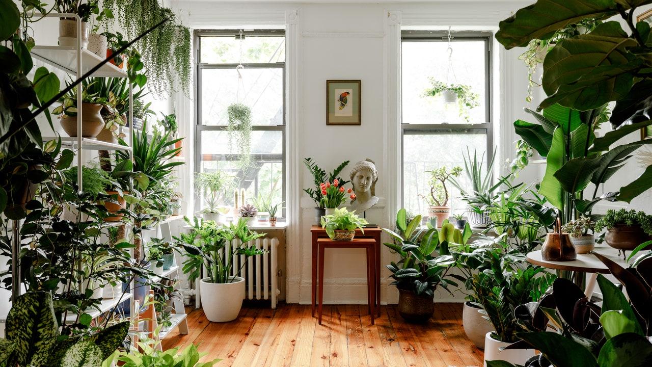 Add ⁣indoor plants to‌ bring life to your ⁣earthy living room environment