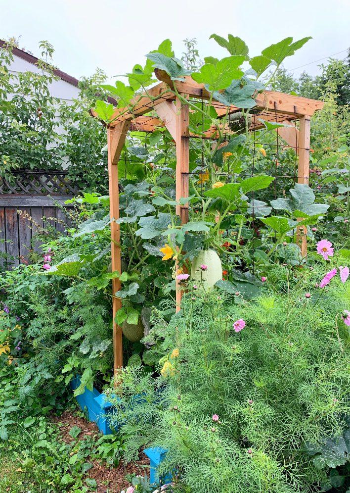 Plant climbers on trellises⁣ to maximize vertical space in your small ⁤backyard