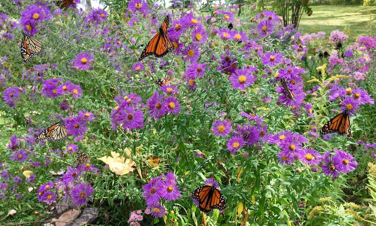 Design a butterfly garden to attract beauty to your backyard oasis