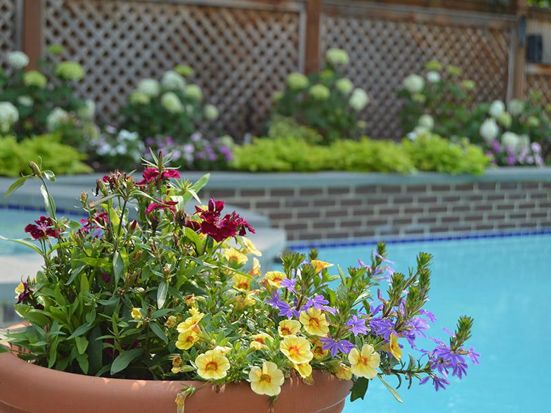 Incorporate colorful potted plants to brighten your backyard oasis