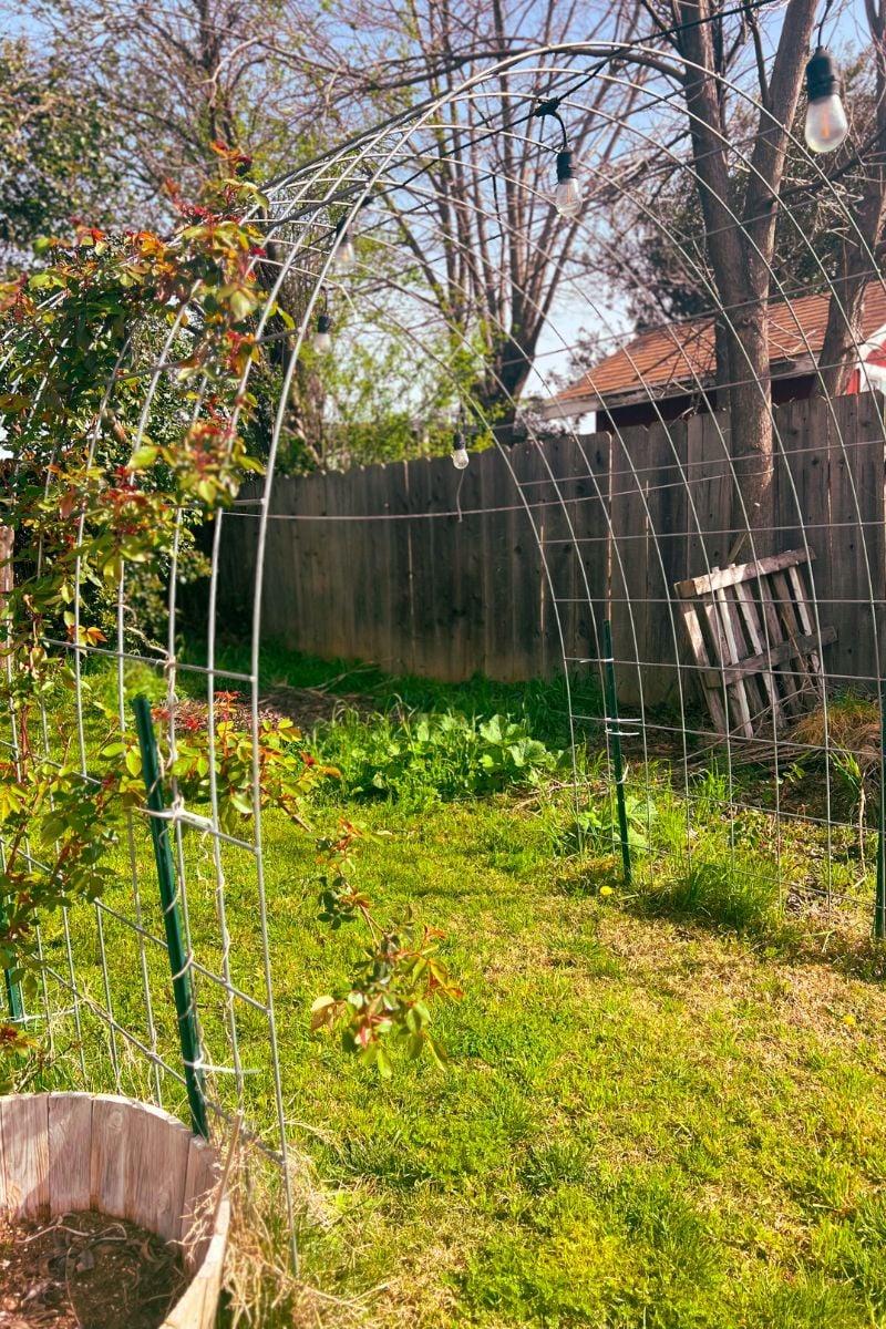 Transform a corner with a charming trellis and​ climbing plants⁣ in your backyard