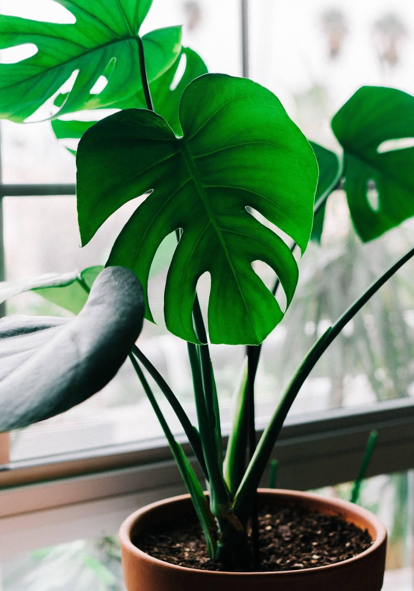 Add greenery with easy-care plants in your minimalist ​bedroom ‌space