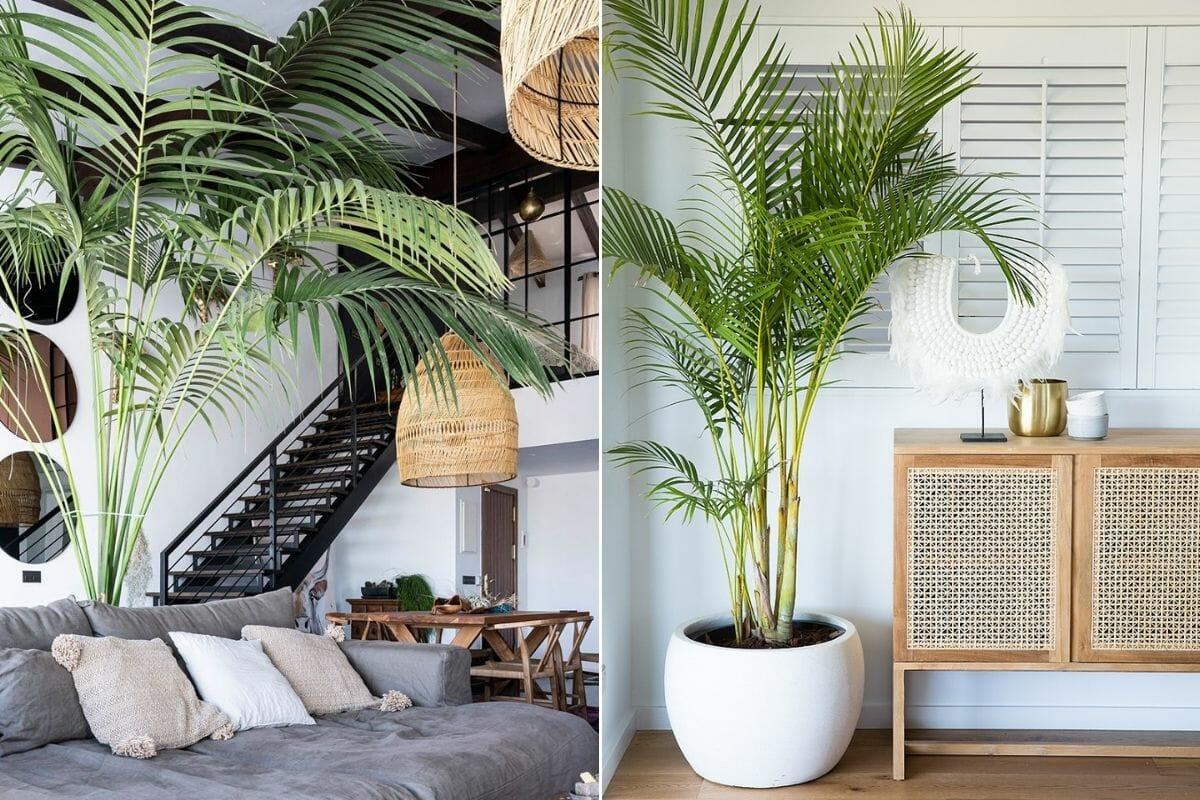 Use plants as living ‍decor to elevate your interior design