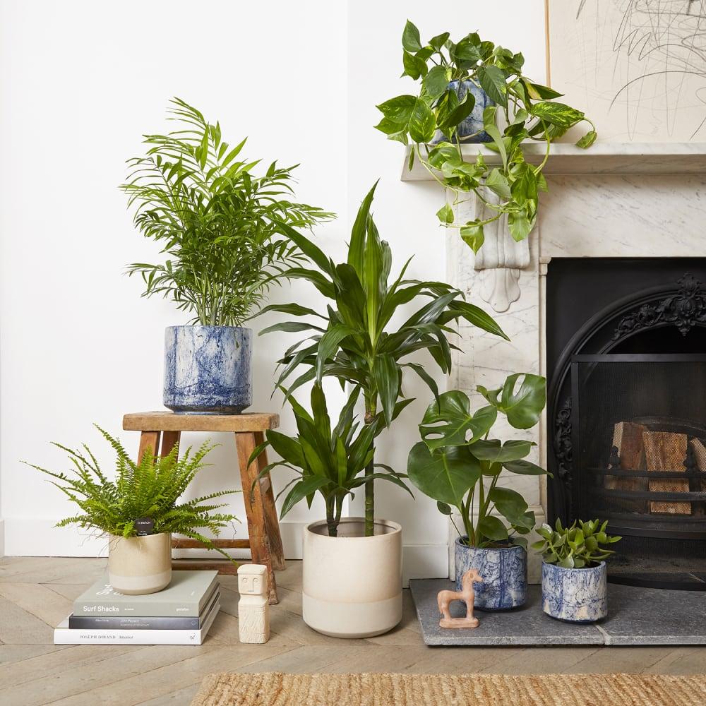 Add indoor plants to your Living Room for fresh air and a touch of nature