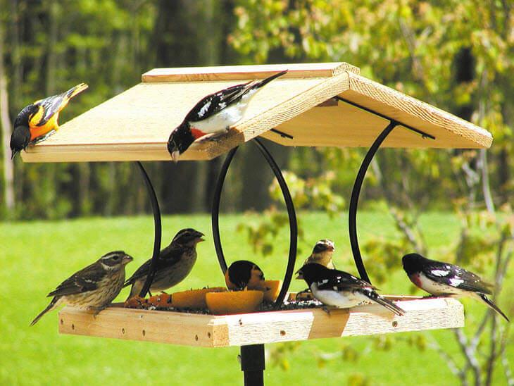 Design a backyard birdwatching station for nature lovers