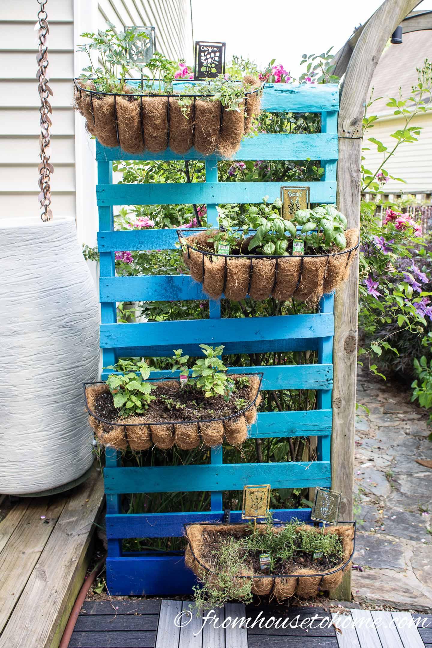 Transform your balcony with a vertical pallet garden featuring herbs