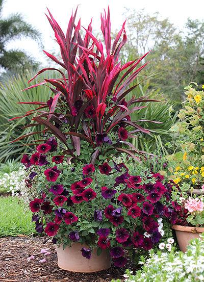 Use potted plants to ‌add color to your small⁢ backyard