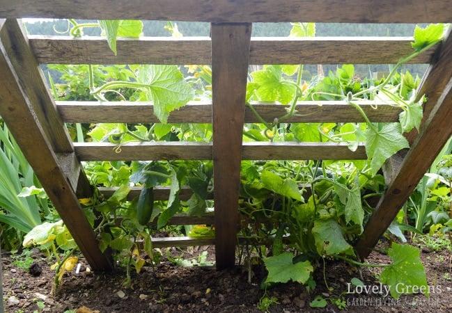 Pallet ​Garden Trellis: Support climbing plants with a functional, rustic trellis