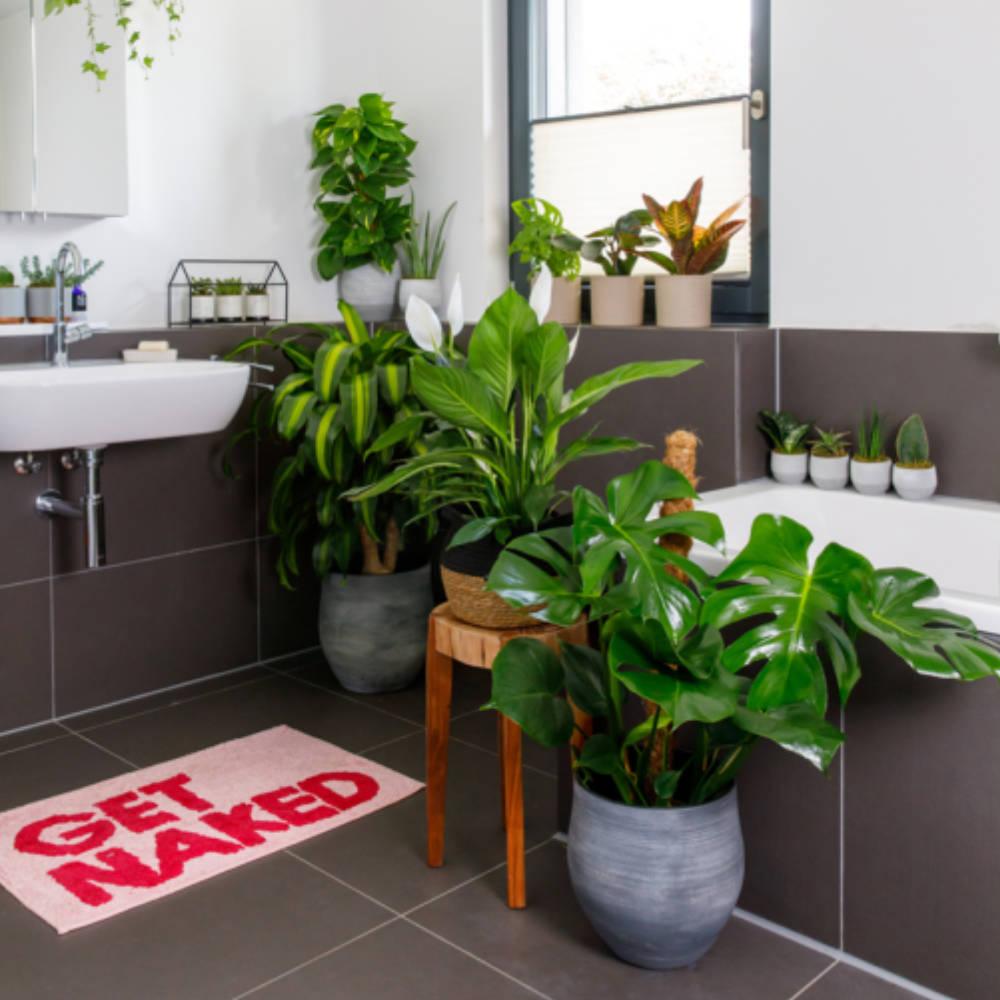 Invite nature inside with large ⁣potted plants in your Chalet Bathroom