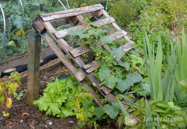 Pallet Garden Trellis: ⁣Support Climbing Plants in Style