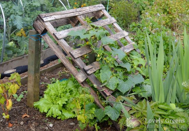 Vertical Pallet Garden Trellis ⁢Supports Climbing Plants