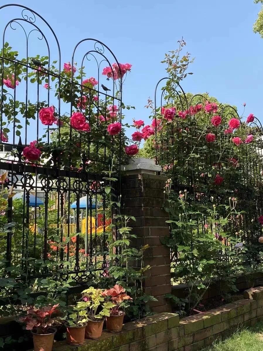 Add a ⁢trellis with climbing plants for a⁣ lush backyard look