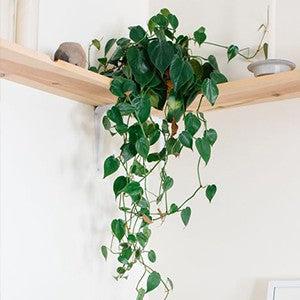 Houseplants bring life ⁢to ⁤your chalet‍ bathroom environment