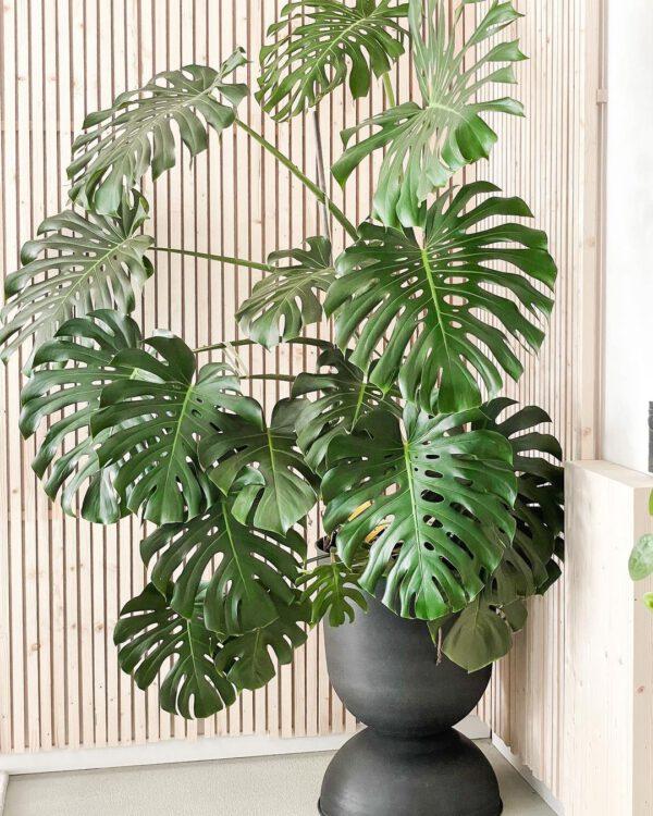 Embrace nature with indoor‌ plants to enhance⁣ your Boho Living​ Room’s earthy vibe