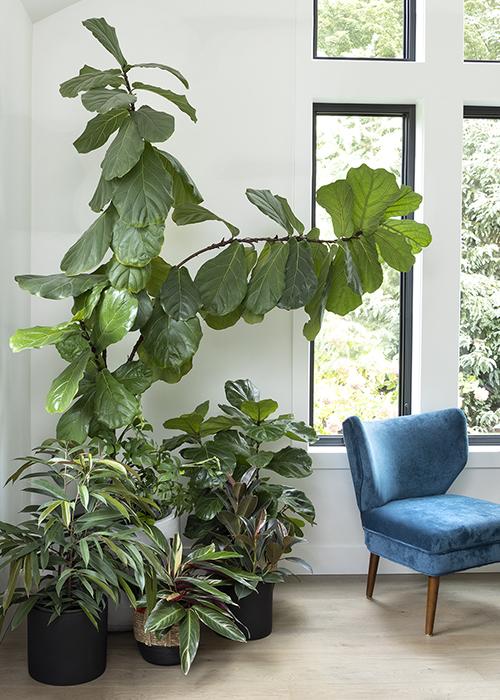 Create a focal point with a large, live plant for life in your Earthy Living Room