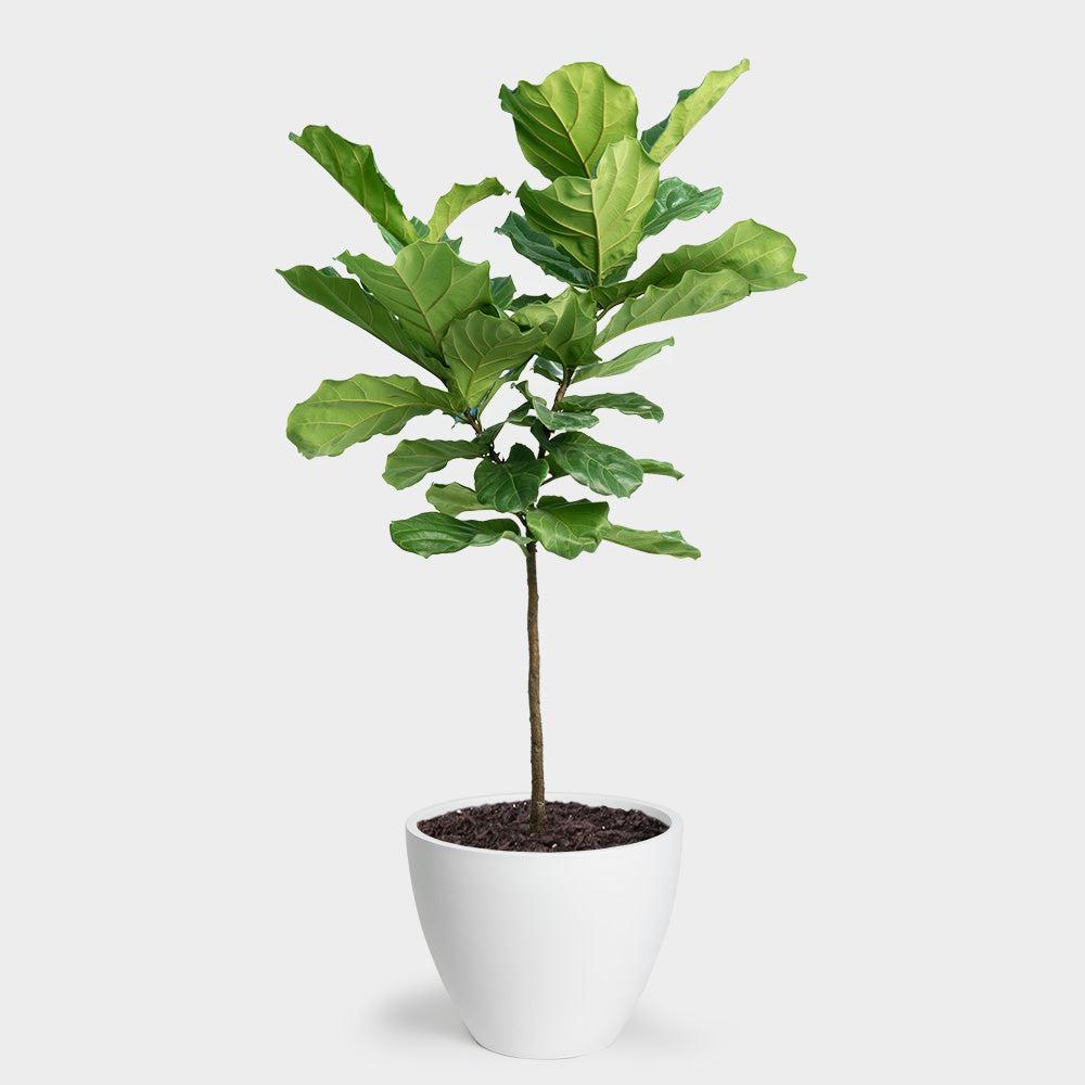 Choose ⁢a ‌statement plant like a fiddle leaf fig‍ for a vibrant focal ⁢point